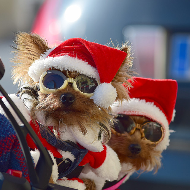 "Two dogs Ready for Christmas" by Amit Mendelsohn - £50.00 "Two dogs Ready for Christmas" stock image