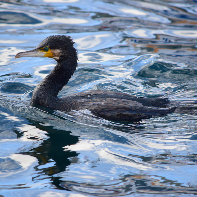 "Cormorant" by Amit Mendelsohn - £50.00 "Cormorant" stock image