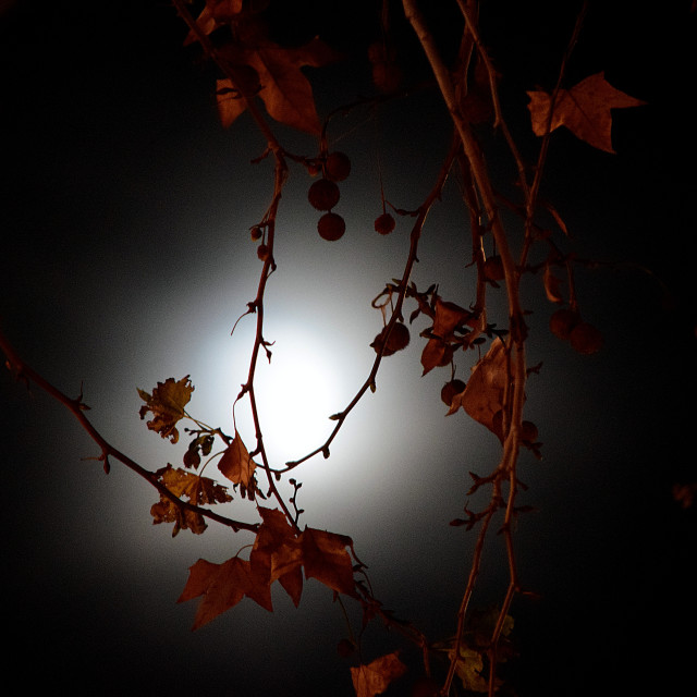 "Moonlight on a tree" by Amit Mendelsohn - £50.00 "Moonlight on a tree" stock image