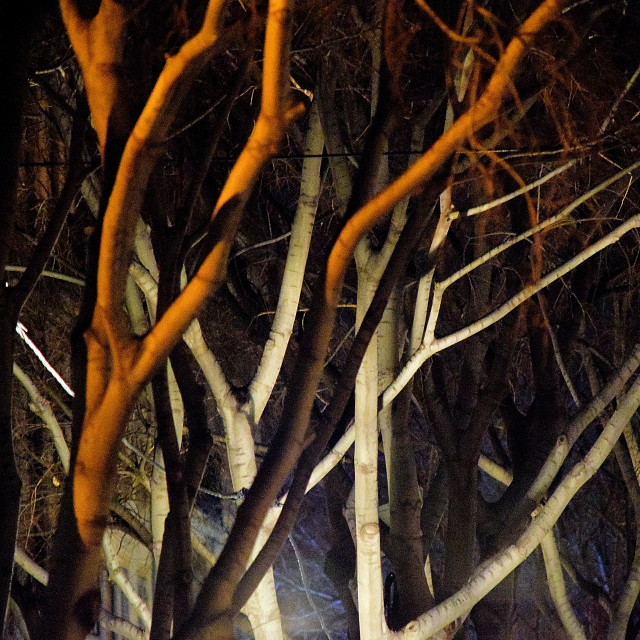 "Different shades of colours of trees" by Amit Mendelsohn - £50.00 "Different shades of colours of trees" stock image
