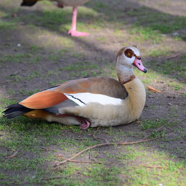 "A duck in the park" stock image