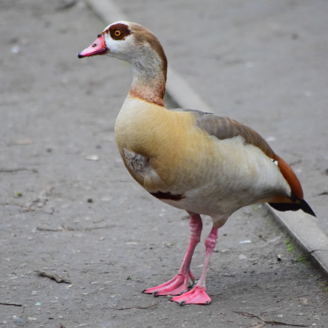 "A duck" by Amit Mendelsohn - £50.00 "A duck" stock image