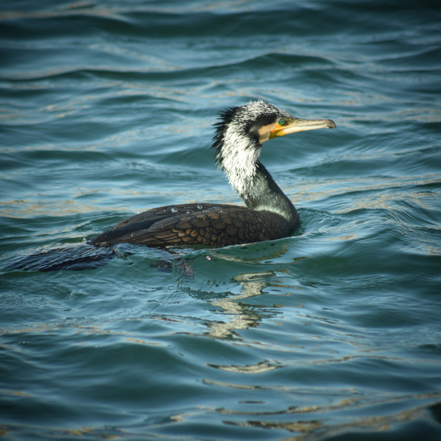 "Cormorant" by Amit Mendelsohn - £50.00 "Cormorant" stock image