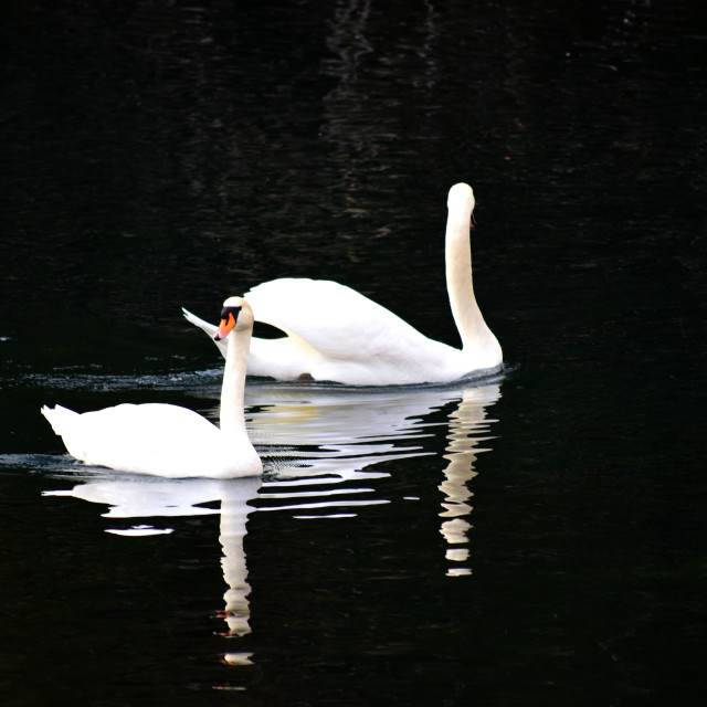 "Swans 1" by Amit Mendelsohn - £50.00 "Swans 1" stock image