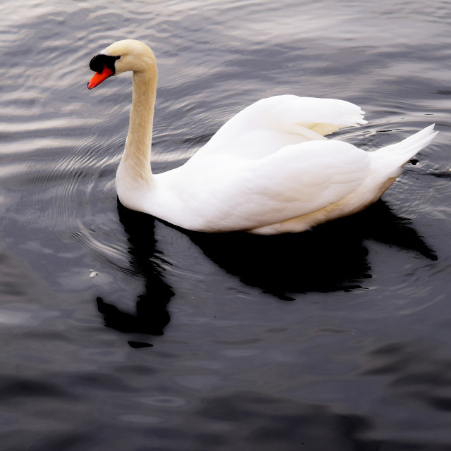 "Swan 3" by Amit Mendelsohn - £50.00 "Swan 3" stock image