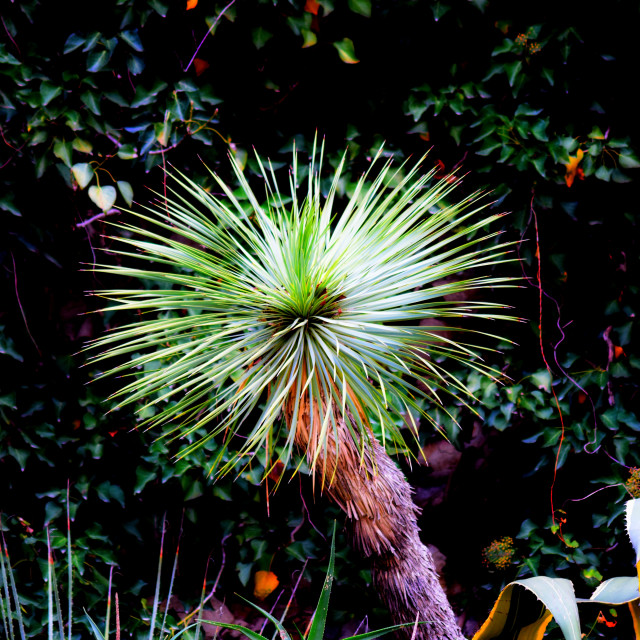 "A plant in the botanical garden" stock image