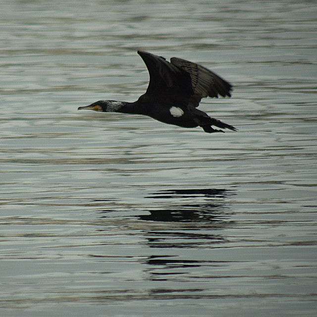 "A cormorant flying low" by Amit Mendelsohn - £50.00 "A cormorant flying low" stock image