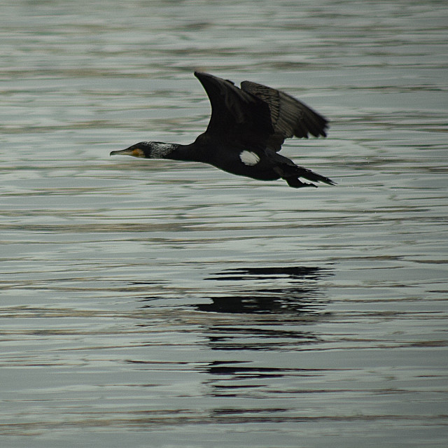 "A cormorant flying low" stock image