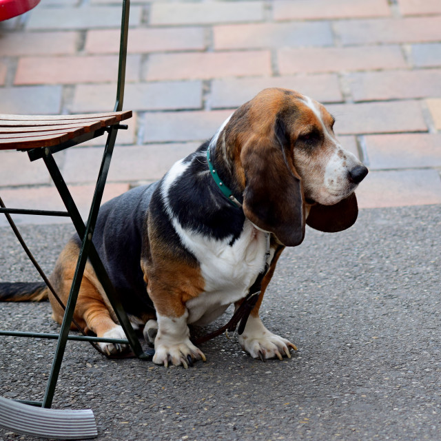 "Hush puppy" by Amit Mendelsohn - £50.00 "Hush puppy" stock image