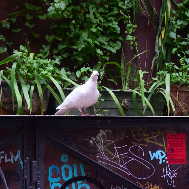 "A white pigeon" stock image