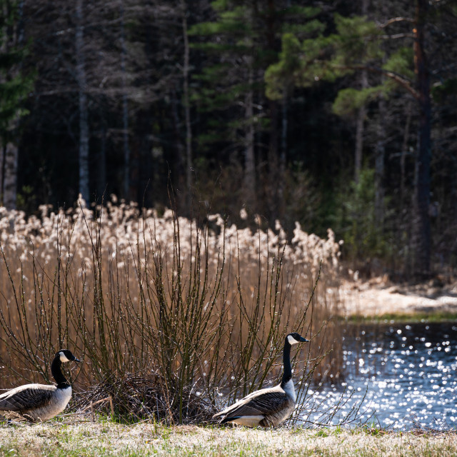 "Two Canada geese by the shimmering lake" stock image