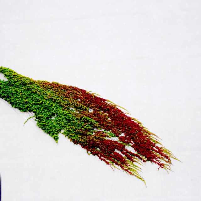 "A smear of a plant on the wall" by Amit Mendelsohn - £50.00 "A smear of a plant on the wall" stock image