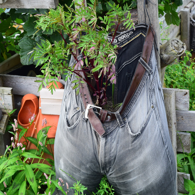 "Growing in the pants" stock image