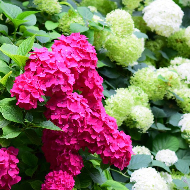 "Plant with pink flowers French hydrangea" stock image