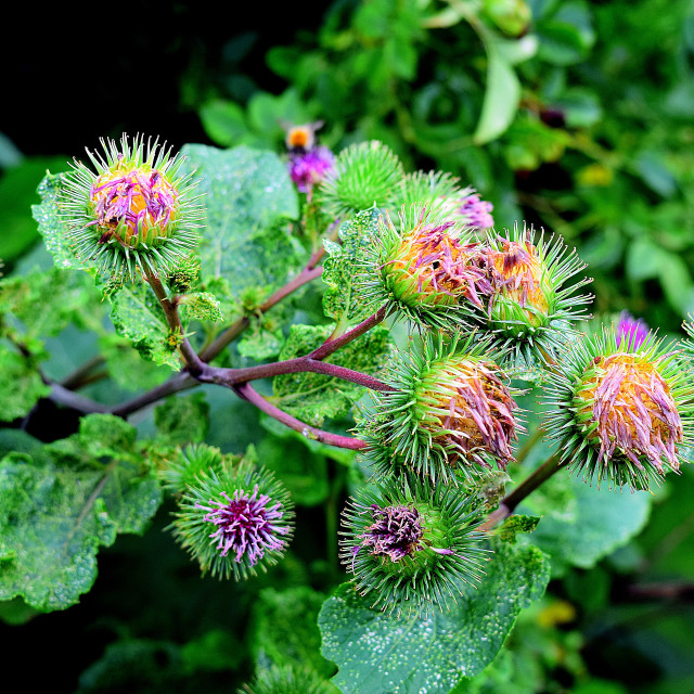 "A beautiful thorny flower" by Amit Mendelsohn - £50.00 "A beautiful thorny flower" stock image