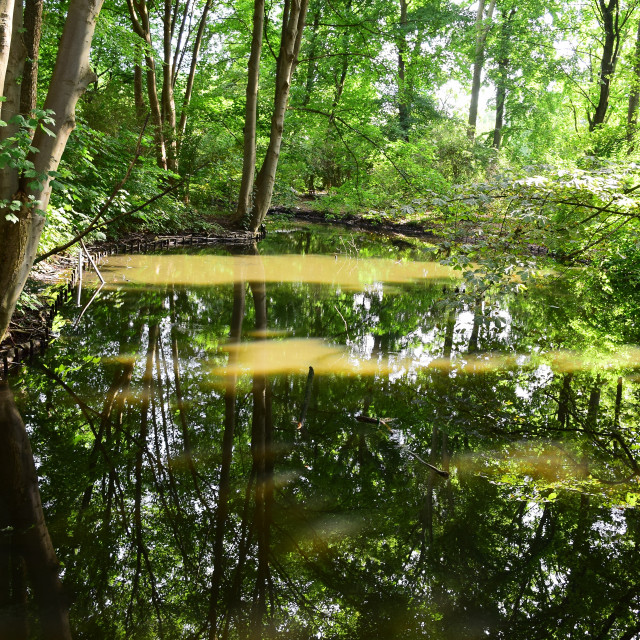 "A pond in the forest" by Amit Mendelsohn - £50.00 "A pond in the forest" stock image