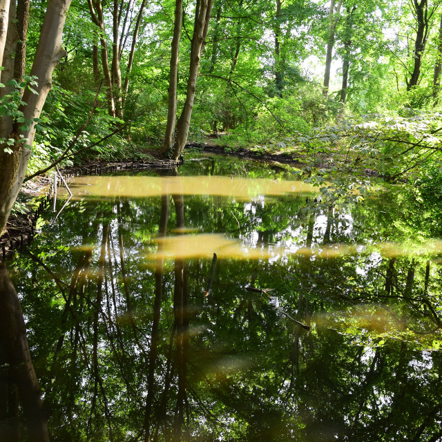 "A pond in the forest" stock image