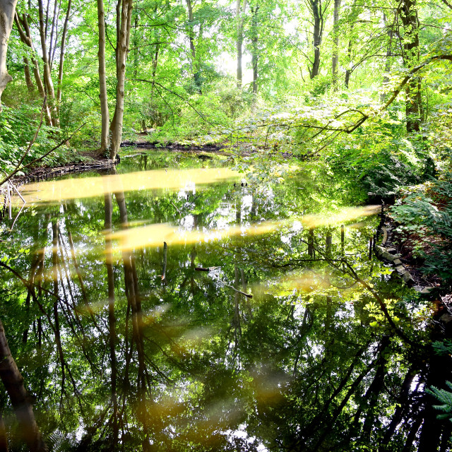 "A pond in the forest in Berlin" stock image