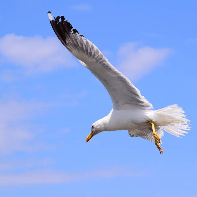 "Seagull on the way" by Amit Mendelsohn - £50.00 "Seagull on the way" stock image