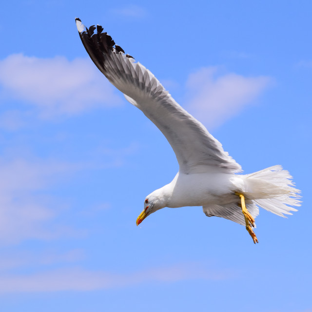 "Seagull on the way" stock image