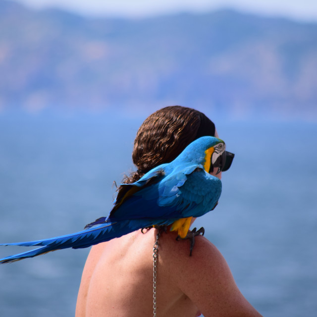 "A parrot taking a lift" by Amit Mendelsohn - £50.00 "A parrot taking a lift" stock image