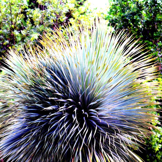 "A plant" by Amit Mendelsohn - £50.00 "A plant" stock image