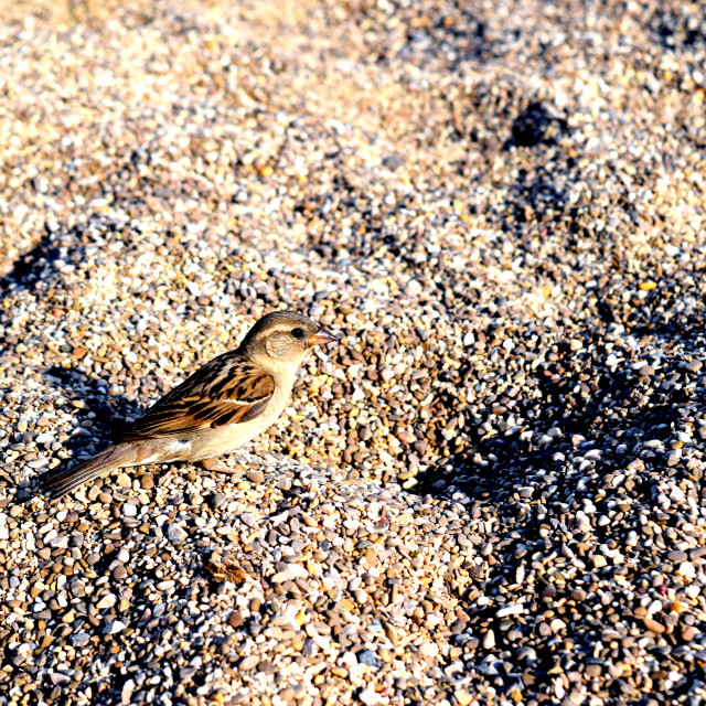 "A little bird on the beach" stock image