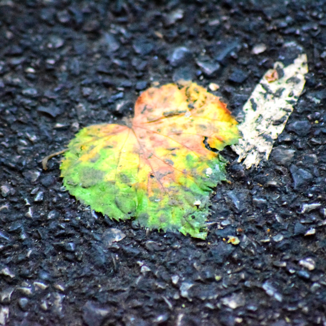 "A green heart" by Amit Mendelsohn - £50.00 "A green heart" stock image