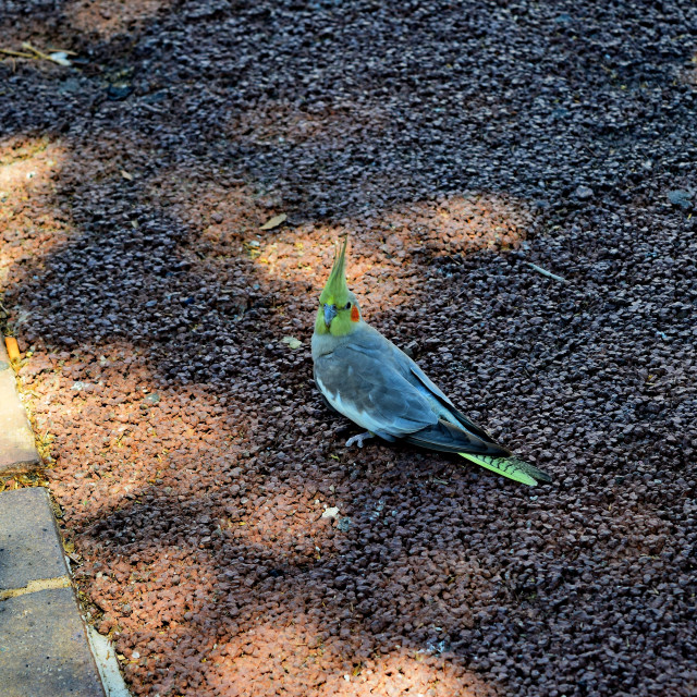 "An interesting parrot" by Amit Mendelsohn - £50.00 "An interesting parrot" stock image