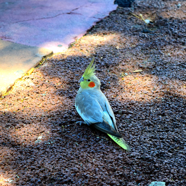 "An interesting parrot 2" by Amit Mendelsohn - £50.00 "An interesting parrot 2" stock image