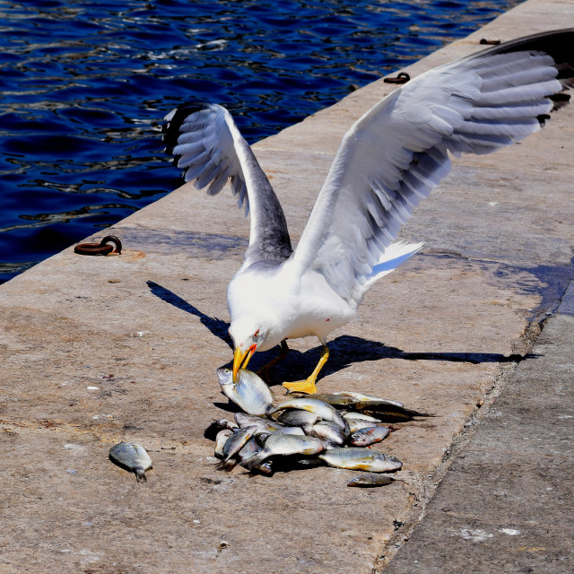 "Seagulls eating party 2" stock image