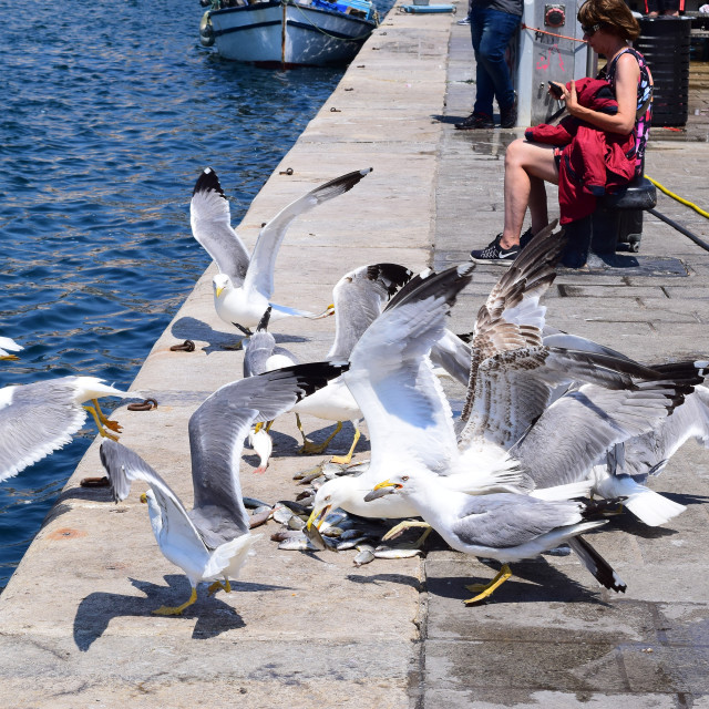 "Seagulls eating party" by Amit Mendelsohn - £50.00 "Seagulls eating party" stock image