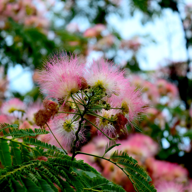 "Flower on Persian silk tree" stock image