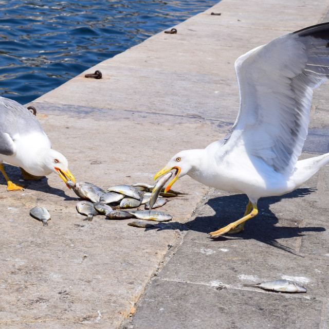 "Seagulls eating party 3" by Amit Mendelsohn - £50.00 "Seagulls eating party 3" stock image