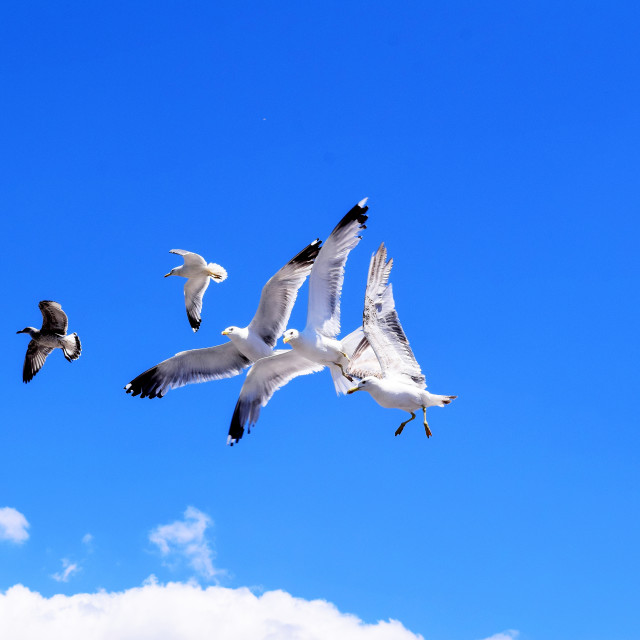 "Air fight" by Amit Mendelsohn - £50.00 "Air fight" stock image