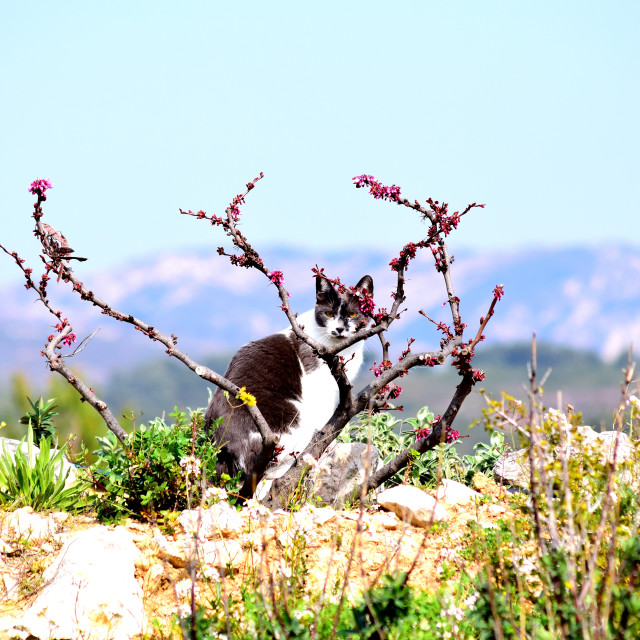 "A wild cat" stock image