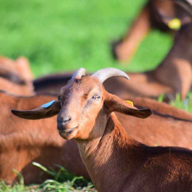 "A goat" by Amit Mendelsohn - £50.00 "A goat" stock image