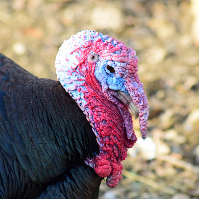 "A turkey" stock image