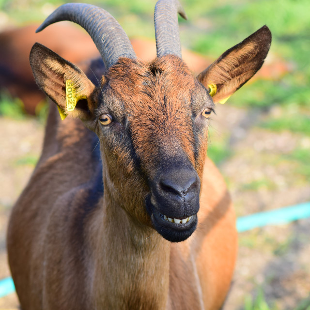 "A goat 3" stock image