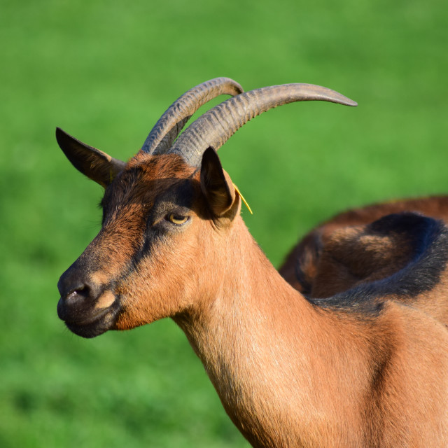 "A goat 2" stock image