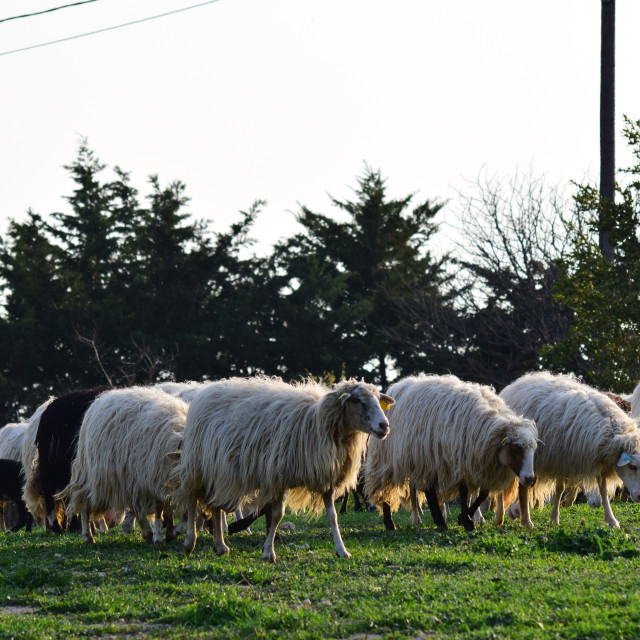 "a herd of sheep" stock image