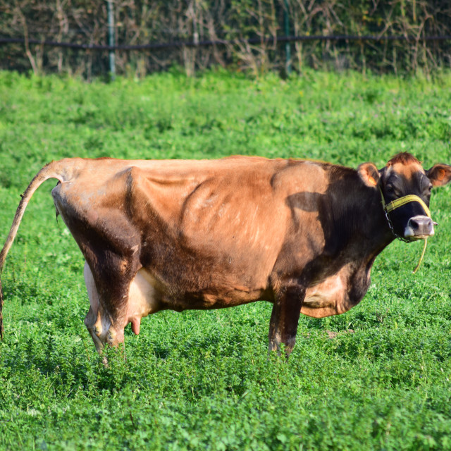 "A cow" stock image