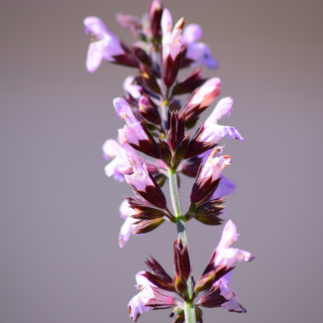 "A flower long and pink" by Amit Mendelsohn - £50.00 "A flower long and pink" stock image