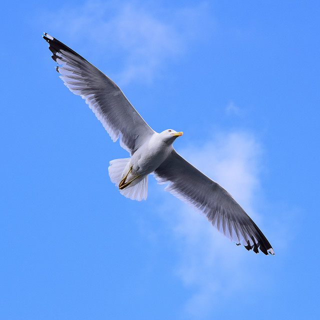 "A seagull flying" stock image