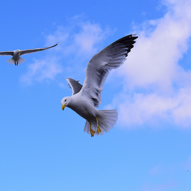 "I am about to land" stock image