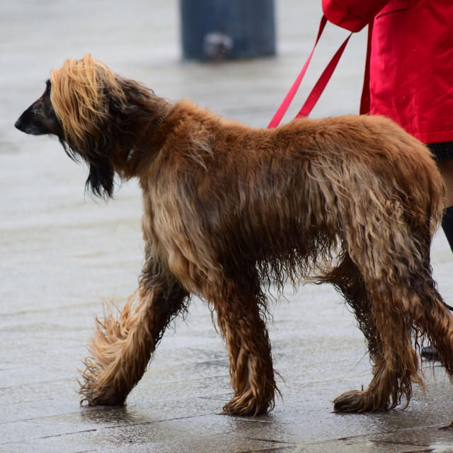 "Doggy long legs" by Amit Mendelsohn - £50.00 "Doggy long legs" stock image