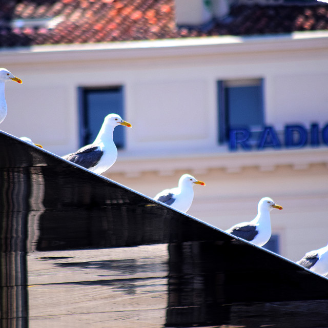 "The chorus line" stock image