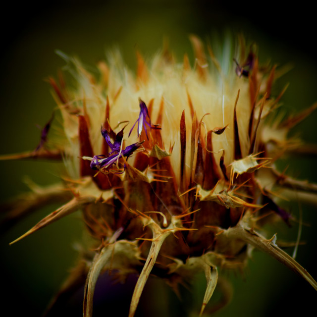 "A thorn" by Amit Mendelsohn - £50.00 "A thorn" stock image