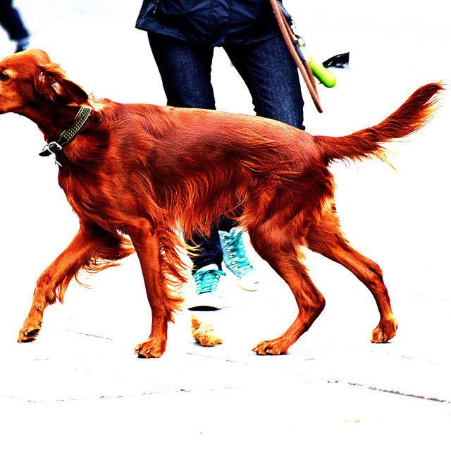 "A red setter" stock image