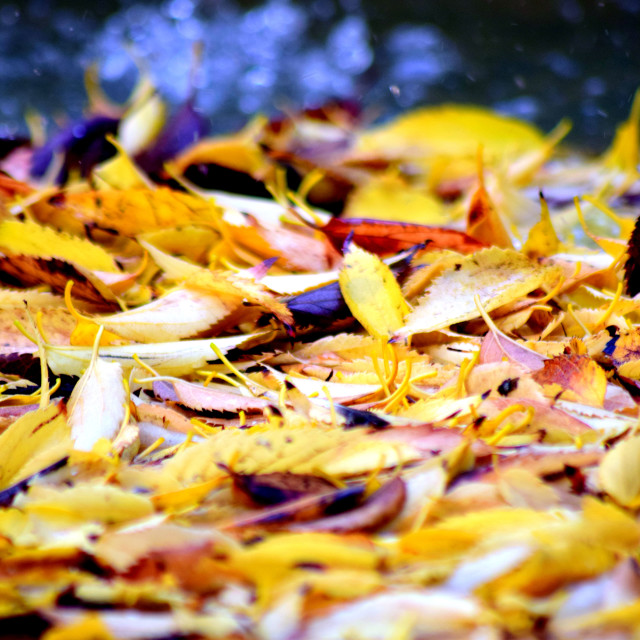 "Fallen leaves" stock image